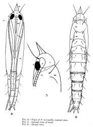 Pupa of karamu leafminer, ‘Acrocercops’ zorionella, (Lepidoptera: Gracillariidae). Creator: M.N. Watt. © Transactions and Proceedings of the New Zealand Institute 1920 (1919) 52: 439–466, figs 4–6. [Image: 15XZ]
