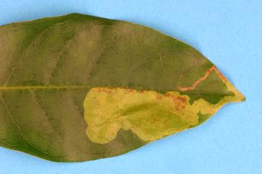 Leaf mine of the karamu leafminer, ‘Acrocercops’ zorionella, (Lepidoptera: Gracillariidae), in Coprosma macrocarpa (Rubiaceae), the crease in the mine is the site of the cocoon. Creator: Nicholas A. Martin. © Plant & Food Research. [Image: 15YI]