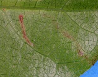 Underside of leaf of Coprosma macrocarpa (Rubiaceae) with the start of a leaf mine of the karamu leafminer, ‘Acrocercops’ zorionella, (Lepidoptera: Gracillariidae). Creator: Nicholas A. Martin. © Plant & Food Research. [Image: 15YJ]