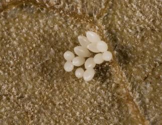 White eggs of fungus-eating ladybird, Illeis galbula (Coleoptera: Coccinellidae). Creator: Tim Holmes. © Plant & Food Research. [Image: 15YN]