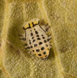 Top side of a pupa of fungus-eating ladybird, Illeis galbula (Coleoptera: Coccinellidae). Creator: Tim Holmes. © Plant & Food Research. [Image: 15YQ]