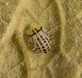 Top side of a pupa of fungus-eating ladybird, Illeis galbula (Coleoptera: Coccinellidae). Creator: Tim Holmes. © Plant & Food Research. [Image: 15YR]