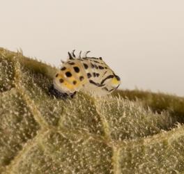 Side view of a pupa of fungus-eating ladybird, Illeis galbula (Coleoptera: Coccinellidae) showing the lateral spurs. Creator: Tim Holmes. © Plant & Food Research. [Image: 15YS]