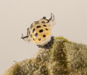 End on view of a pupa of fungus-eating ladybird, Illeis galbula (Coleoptera: Coccinellidae) showing the lateral spurs. Creator: Tim Holmes. © Plant & Food Research. [Image: 15YV]