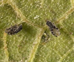 Moulted skins of larvae of a fungus-eating ladybird, Illeis galbula (Coleoptera: Coccinellidae), on the underside of a cucurbit leaf infested with powdery mildew. Creator: Tim Holmes. © Plant & Food Research. [Image: 15YW]