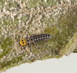 Small larva of a fungus-eating ladybird, Illeis galbula (Coleoptera: Coccinellidae), on the underside of a cucurbit leaf infested with powdery mildew. Creator: Tim Holmes. © Plant & Food Research. [Image: 15YX]