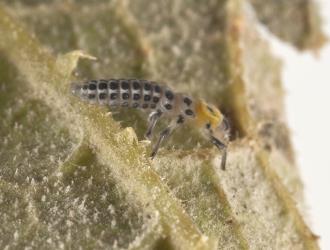 Side view of small larva of a fungus-eating ladybird, Illeis galbula (Coleoptera: Coccinellidae), on the underside of a cucurbit leaf infested with powdery mildew. Creator: Tim Holmes. © Plant & Food Research. [Image: 15YY]