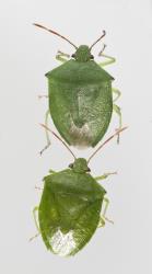 Two adult green potato bug, Cuspicona simplex (Hemiptera: Pentatomidae) from above. Creator: Tim Holmes. © Plant & Food Research. [Image: 160G]