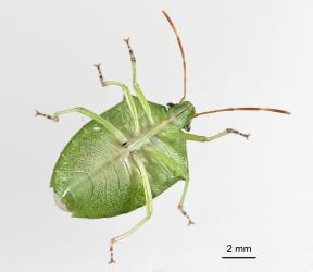 Underside of adult green potato bug, Cuspicona simplex (Hemiptera: Pentatomidae). Creator: Tim Holmes. © Plant & Food Research. [Image: 160H]