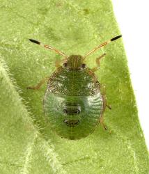 Fourth instar nymph of the green potato bug, Cuspicona simplex (Hemiptera: Pentatomidae), on leaf of Solanum chenopodioides (Solanaceae) from above. Creator: Tim Holmes. © Plant & Food Research. [Image: 160I]