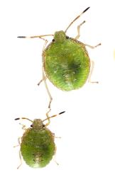 Fourth instar nymph (lower) and fifth instar nymph (upper) of green potato bug, Cuspicona simplex (Hemiptera: Pentatomidae). Creator: Tim Holmes. © Plant & Food Research. [Image: 160J]