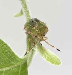 Nymph of green potato bug, Cuspicona simplex (Hemiptera: Pentatomidae) on a berries of velvety nightshade, Solanum chenopodioides (Solanaceae). Creator: Tim Holmes. © Plant & Food Research. [Image: 160K]