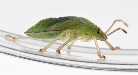 Side view of fifth instar nymph of green potato bug, Cuspicona simplex (Hemiptera: Pentatomidae). Creator: Tim Holmes. © Plant & Food Research. [Image: 160M]
