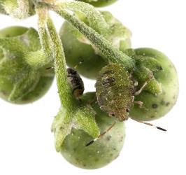 Nymph of green potato bug, Cuspicona simplex (Hemiptera: Pentatomidae) on a berries of velvety nightshade, Solanum chenopodioides (Solanaceae). Creator: Tim Holmes. © Plant & Food Research. [Image: 160N]