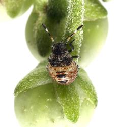 Second instar nymph of green potato bug, Cuspicona simplex (Hemiptera: Pentatomidae) on a fruit of velvety nightshade, Solanum chenopodioides (Solanaceae). Creator: Tim Holmes. © Plant & Food Research. [Image: 160Q]
