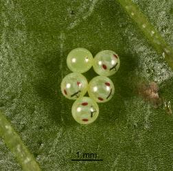 A cluster of eggs of green potato bug, Cuspicona simplex (Hemiptera: Pentatomidae) laid on a leaf of poroporo, Solanum aviculare (Solanaceae). Note the eye spots and the egg burster, a T-shaped structure. Creator: Tim Holmes. © Plant & Food Research. [Image: 160R]