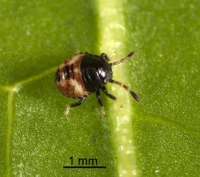 First instar nymph of green potato bug, Cuspicona simplex (Hemiptera: Pentatomidae). Creator: Tim Holmes. © Plant & Food Research. [Image: 160U]