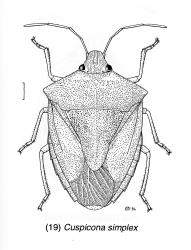 Drawing of an adult green potato bug, Cuspicona simplex (Hemiptera: Pentatomidae), the scale line equals 1 mm. (Drawing by Des Helmore published in Fauna of New Zealand Number 35, fig. 19). Creator: Des Helmore. © Landcare Research. [Image: 160X]