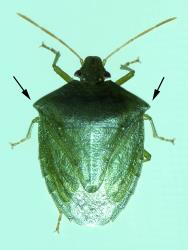 Adult green potato bug, Cuspicona simplex (Hemiptera: Pentatomidae); note the angular projections of the prothorax. Creator: DSIR Photographers. © Landcare Research. [Image: 1610]