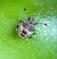 Second instar nymph of green potato bug, Cuspicona simplex (Hemiptera: Pentatomidae). Creator: DSIR Photographers. © Landcare Research. [Image: 1612]