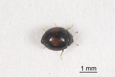 Adult citrus whitefly ladybird, Serangium maculigerum (Coleoptera: Coccinellidae). Creator: Tim Holmes. © Plant & Food Research. [Image: 163Z]