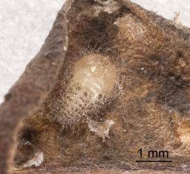 White pupa of citrus whitefly ladybird, Serangium maculigerum (Coleoptera: Coccinellidae), in moulted larval skin. Creator: Tim Holmes. © Plant & Food Research. [Image: 1644]