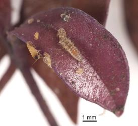 Large larva of citrus whitefly ladybird, Serangium maculigerum (Coleoptera: Coccinellidae), on leaf of Acmena, Syzygium smithii. Creator: Tim Holmes. © Plant & Food Research. [Image: 1647]