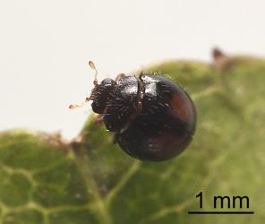 Adult citrus whitefly ladybird, Serangium maculigerum (Coleoptera: Coccinellidae). Creator: Tim Holmes. © Plant & Food Research. [Image: 164B]