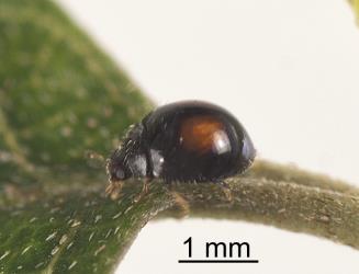 Side view of adult citrus whitefly ladybird, Serangium maculigerum (Coleoptera: Coccinellidae). Creator: Tim Holmes. © Plant & Food Research. [Image: 164C]