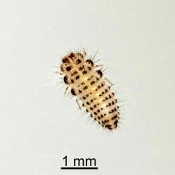 Larva of citrus whitefly ladybird, Serangium maculigerum (Coleoptera: Coccinellidae). Creator: Minna Personen. © Plant & Food Research. [Image: 164L]