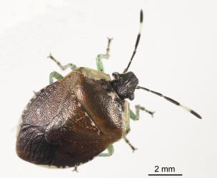 Adult Pittosporum shield bug, Monteithiella humeralis (Hemiptera: Pentatomidae). Creator: Tim Holmes. © Plant & Food Research. [Image: 169F]