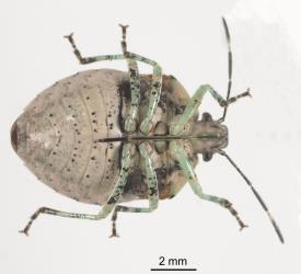 Underside of an adult Pittosporum shield bug, Monteithiella humeralis (Hemiptera: Pentatomidae). Creator: Tim Holmes. © Plant & Food Research. [Image: 169G]