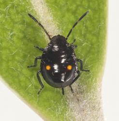 Second instar nymph of the Pittosporum shield bug, Monteithiella humeralis (Hemiptera: Pentatomidae) on a leaf of Pittosporum crassifolium (Pittosporaceae), note the long rostrum extending beyond the end of the abdomen. Creator: Tim Holmes. © Plant & Food Research. [Image: 169S]