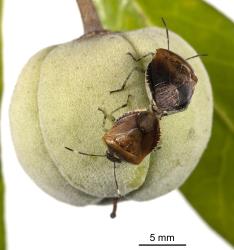 A mating pair of adult Pittosporum shield bug, Monteithiella humeralis (Hemiptera: Pentatomidae), on an unripe fruit of Pittosporum crassifolium (Pittosporaceae)), note that one bug has white bands on its antennae. Creator: Tim Holmes. © Plant & Food Research. [Image: 169U]