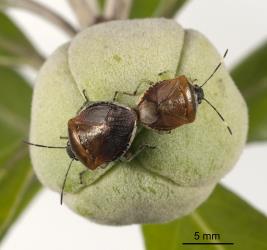 A mating pair of adult Pittosporum shield bug, Monteithiella humeralis (Hemiptera: Pentatomidae), on an unripe fruit of Pittosporum crassifolium (Pittosporaceae), note that one bug has white bands on its antennae. Creator: Tim Holmes. © Plant & Food Research. [Image: 169V]