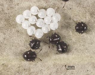 A cluster of white egg shells and first instar nymphs of Pittosporum shield bug, Monteithiella humeralis (Hemiptera: Pentatomidae) on the underside of a leaf of Pittosporum crassifolium (Pittosporaceae), note the dark T-shape of the egg buster on some egg shells. Creator: Tim Holmes. © Plant & Food Research. [Image: 169W]