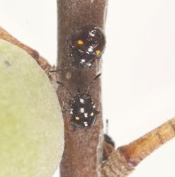 A second instar (lower) and third instar (upper) nymph of the Pittosporum shield bug, Monteithiella humeralis (Hemiptera: Pentatomidae) on a stem of Pittosporum crassifolium (Pittosporaceae). Creator: Tim Holmes. © Plant & Food Research. [Image: 16A0]