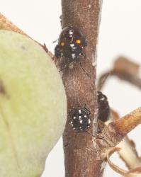 A second instar (lower) and third instar (upper) nymph of the Pittosporum shield bug, Monteithiella humeralis (Hemiptera: Pentatomidae) on a stem of Pittosporum crassifolium (Pittosporaceae). Creator: Tim Holmes. © Plant & Food Research. [Image: 16A1]