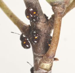 Third instar nymphs of the Pittosporum shield bug, Monteithiella humeralis (Hemiptera: Pentatomidae) on a stem of Pittosporum crassifolium (Pittosporaceae). Creator: Tim Holmes. © Plant & Food Research. [Image: 16A2]