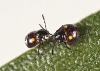 Two third instar nymphs of the Pittosporum shield bug, Monteithiella humeralis (Hemiptera: Pentatomidae) on a leaf of Pittosporum crassifolium (Pittosporaceae). Creator: Tim Holmes. © Plant & Food Research. [Image: 16A3]