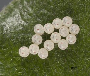 A cluster of white eggs of Pittosporum shield bug, Monteithiella humeralis (Hemiptera: Pentatomidae), laid on the upper side of a leaf of Pittosporum crassifolium (Pittosporaceae), eggs about to hatch, note the red eyespots and the dark T-shape of the egg buster. Creator: Tim Holmes. © Plant & Food Research. [Image: 16A4]