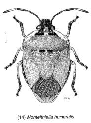 Drawing of an adult Pittosporum shield bug, Monteithiella humeralis (Hemiptera: Pentatomidae), the scale line equals 1 mm. (Published in Fauna of New Zealand Number 35, fig. 14). Creator: Des Helmore. © Landcare Research. [Image: 16A6]