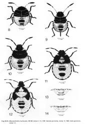 Drawing of Pittosporum shield bug, Monteithiella humeralis (Hemiptera: Pentatomidae) nymphs, (Published in General and Applied Entomology 12: 61-71, figs 8-14). Creator: F. McDonald and Janice Grigg. © F. McDonald and Janice Grigg, General and Applied Entomology. [Image: 16A7]