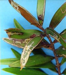Leaves of kauri, Agathis australis (Araucariaceae) with mines made by caterpillars of the kauri leafminer adult, ‘Acrocercops’ leucocyma, (Lepidoptera: Gracillariidae). Creator: Nicholas A. Martin. © Plant & Food Research. [Image: 18FV]