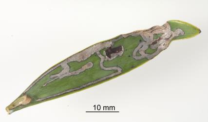 Leaf of kauri, Agathis australis (Araucariaceae), with mines and leaf base (petiole) gall (cut open) formed by a caterpillar of the kauri leafminer, ‘Acrocercops’ leucocyma, (Lepidoptera: Gracillariidae). The caterpillar overwinters in the gall. Creator: Tim Holmes. © Plant & Food Research. [Image: 18FY]