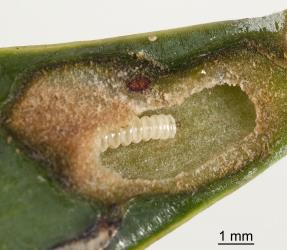 Non-feeding, overwintering (diapausing) caterpillar of kauri leafminer, ‘Acrocercops’ leucocyma, (Lepidoptera: Gracillariidae) exposed by cutting open a gall at the base of a leaf of kauri, Agathis australis (Araucariaceae). Creator: Tim Holmes. © Plant & Food Research. [Image: 18FZ]