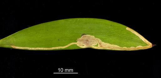 Young leaf of kauri, Agathis australis (Araucariaceae), with new mine formed by caterpillars of the kauri leafminer, ‘Acrocercops’ leucocyma, (Lepidoptera: Gracillariidae), note the extension of the mine towards the base of the leaf. Creator: Tim Holmes. © Plant & Food Research. [Image: 18G3]