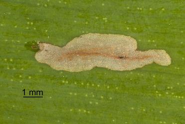 Eggshell of kauri leafminer, ‘Acrocercops’ leucocyma, (Lepidoptera: Gracillariidae) at start of leaf mine in young leaf of kauri, Agathis australis (Araucariaceae). Creator: Tim Holmes. © Plant & Food Research. [Image: 18G4]
