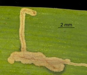 Leaf mine formed by caterpillar of the kauri leafminer, ‘Acrocercops’ leucocyma, (Lepidoptera: Gracillariidae) in young leaf of kauri, Agathis australis (Araucariaceae). Creator: Tim Holmes. © Plant & Food Research. [Image: 18G6]
