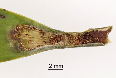 Cut open gall in leaf of kauri, Agathis australis (Araucariaceae), showing spring feeding on gall tissue by overwintered caterpillar of the kauri leafminer, ‘Acrocercops’ leucocyma, (Lepidoptera: Gracillariidae). Creator: Tim Holmes. © Plant & Food Research. [Image: 18G8]